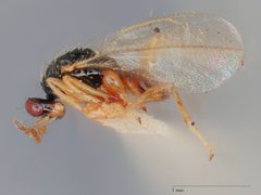 Euplectrus fukaii by the Smithsonian. Used under a CC0 license.