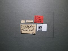 Euplectrus manilae by the Smithsonian. Used under a CC0 license.