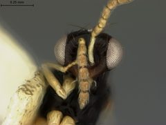 Euplectrus manilae by the Smithsonian. Used under a CC0 license.