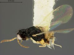 Euplectrus manilae by the Smithsonian. Used under a CC0 license.