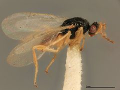 Euplectrus pachyscapha by the Smithsonian. Used under a CC0 license.