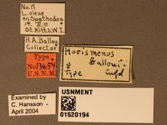 Horismenus balloui by the Smithsonian. Used under a CC0 license.