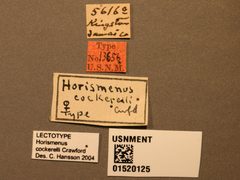 Horismenus cockerelli by the Smithsonian. Used under a CC0 license.