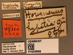 Horismenus hypatia by the Smithsonian. Used under a CC0 license.