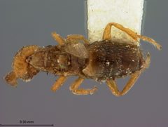 Melittobia chalybii by the Smithsonian. Used under a CC0 license.