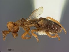 Melittobia chalybii by the Smithsonian. Used under a CC0 license.