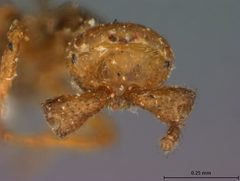 Melittobia chalybii by the Smithsonian. Used under a CC0 license.
