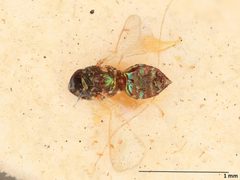 Omphale achrysocharoides by the Smithsonian. Used under a CC0 license.