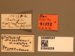 Omphale achrysocharoides by the Smithsonian. Used under a CC0 license.