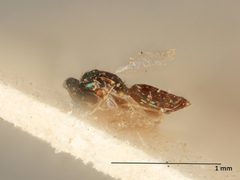 Omphale achrysocharoides by the Smithsonian. Used under a CC0 license.