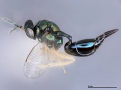 Paracrias anthonemi by the Smithsonian. Used under a CC0 license.