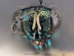 Paracrias anthonemi by the Smithsonian. Used under a CC0 license.