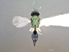 Paracrias anthonemi by the Smithsonian. Used under a CC0 license.