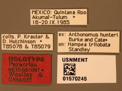 Paracrias anthonemi by the Smithsonian. Used under a CC0 license.