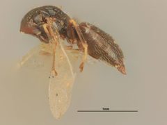 Paragaleopsomyia eja by the Smithsonian. Used under a CC0 license.