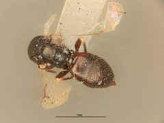 Paragaleopsomyia eja by the Smithsonian. Used under a CC0 license.