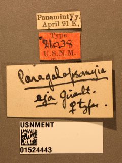Paragaleopsomyia eja by the Smithsonian. Used under a CC0 license.