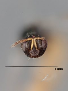 Paragaleopsomyia gallicola by the Smithsonian. Used under a CC0 license.