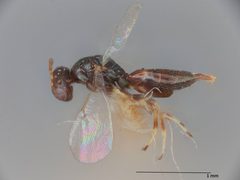 Paragaleopsomyia gallicola by the Smithsonian. Used under a CC0 license.