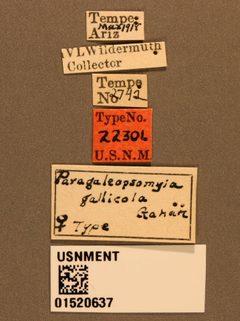 Paragaleopsomyia gallicola by the Smithsonian. Used under a CC0 license.