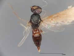Paragaleopsomyia gallicola by the Smithsonian. Used under a CC0 license.