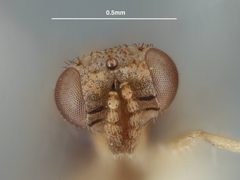 Paraolinx trinidadensis by the Smithsonian. Used under a CC0 license.