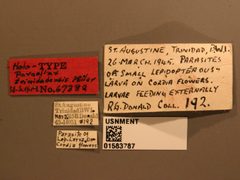 Paraolinx trinidadensis by the Smithsonian. Used under a CC0 license.