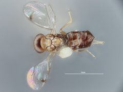 Paraolinx trinidadensis by the Smithsonian. Used under a CC0 license.