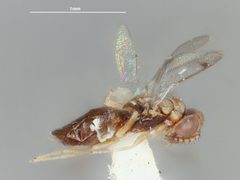 Paraolinx trinidadensis by the Smithsonian. Used under a CC0 license.