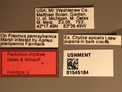 Pediobius chylizae by the Smithsonian. Used under a CC0 license.