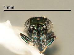 Pediobius chylizae by the Smithsonian. Used under a CC0 license.