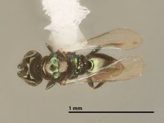 Pediobius chylizae by the Smithsonian. Used under a CC0 license.