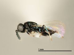 Pediobius chylizae by the Smithsonian. Used under a CC0 license.