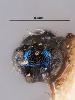 Pediobius koebelei by the Smithsonian. Used under a CC0 license.
