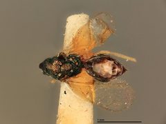 Pnigalio guttiventris by the Smithsonian. Used under a CC0 license.