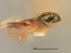 Pnigalio guttiventris by the Smithsonian. Used under a CC0 license.