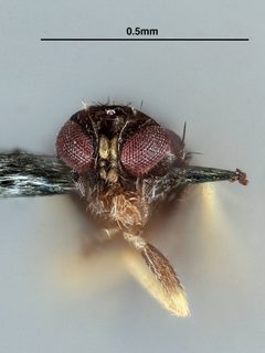 Quadrastichus ithacus by the Smithsonian. Used under a CC0 license.