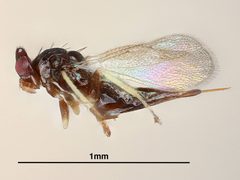 Quadrastichus ithacus by the Smithsonian. Used under a CC0 license.