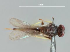 Quadrastichus ithacus by the Smithsonian. Used under a CC0 license.