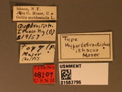 Quadrastichus ithacus by the Smithsonian. Used under a CC0 license.