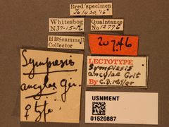Sympiesis ancylae by the Smithsonian. Used under a CC0 license.