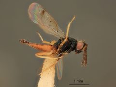 Sympiesis ancylae by the Smithsonian. Used under a CC0 license.