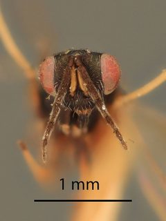 Sympiesis ancylae by the Smithsonian. Used under a CC0 license.