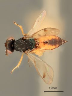 Sympiesis ancylae by the Smithsonian. Used under a CC0 license.