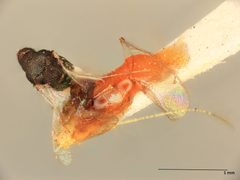 Sympiesis argenticoxae by the Smithsonian. Used under a CC0 license.