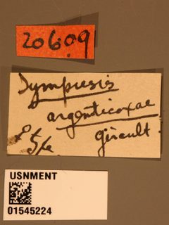 Sympiesis argenticoxae by the Smithsonian. Used under a CC0 license.