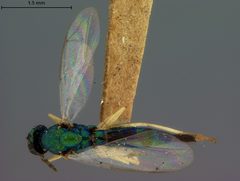 Sympiesis dolichogaster by the Smithsonian. Used under a CC0 license.