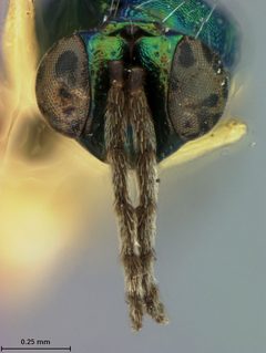 Sympiesis dolichogaster by the Smithsonian. Used under a CC0 license.
