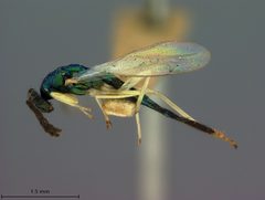 Sympiesis dolichogaster by the Smithsonian. Used under a CC0 license.
