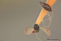 Sympiesis guttatipennis by the Smithsonian. Used under a CC0 license.